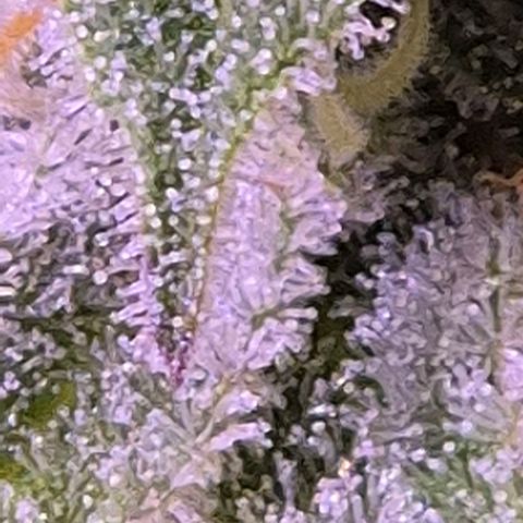 Goku (Gorilla Cookies) growlog timeline photo
