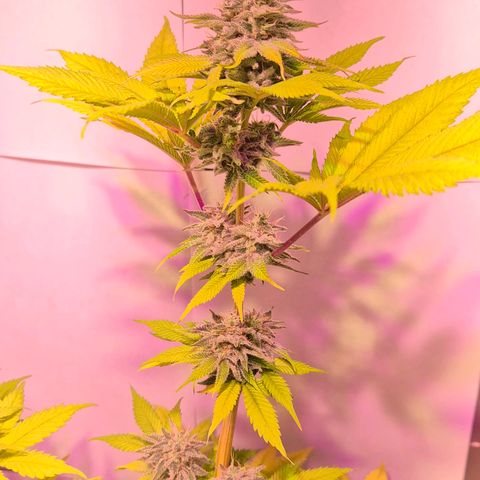 Goku (Gorilla Cookies) growlog timeline photo