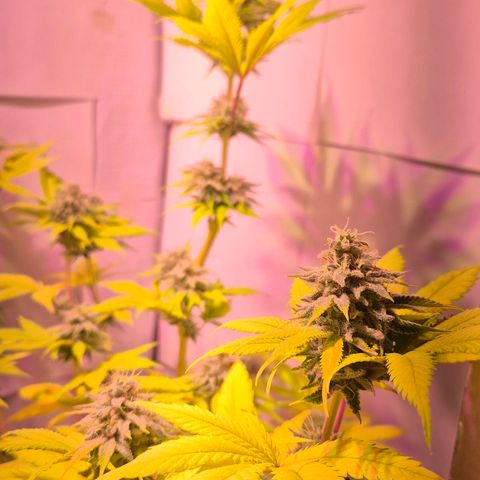 Goku (Gorilla Cookies) growlog timeline photo