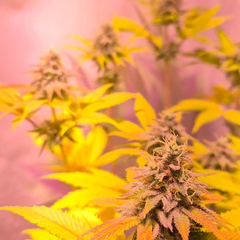 Goku (Gorilla Cookies) growlog timeline photo