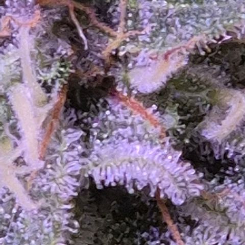 Goku (Gorilla Cookies) growlog timeline photo