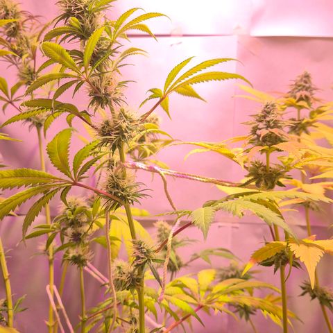 Goku (Gorilla Cookies) growlog timeline photo