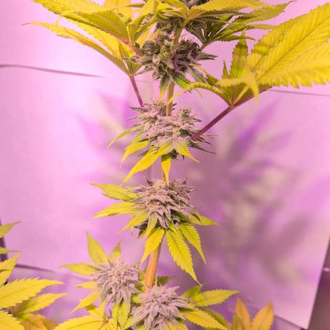 Goku (Gorilla Cookies) growlog timeline photo
