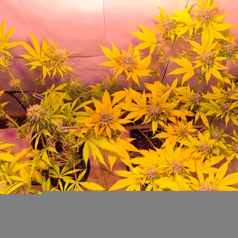 Goku (Gorilla Cookies) growlog timeline photo