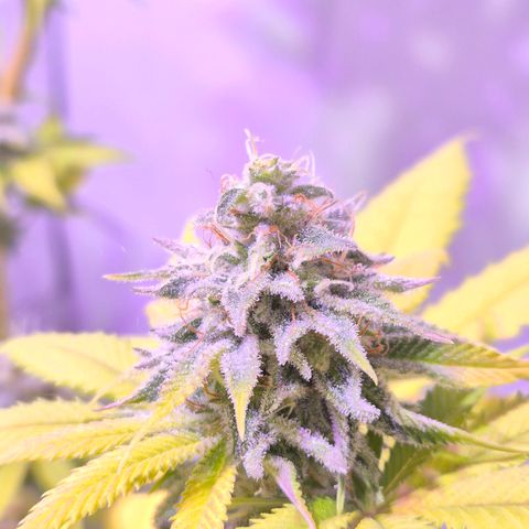 Goku (Gorilla Cookies) growlog timeline photo