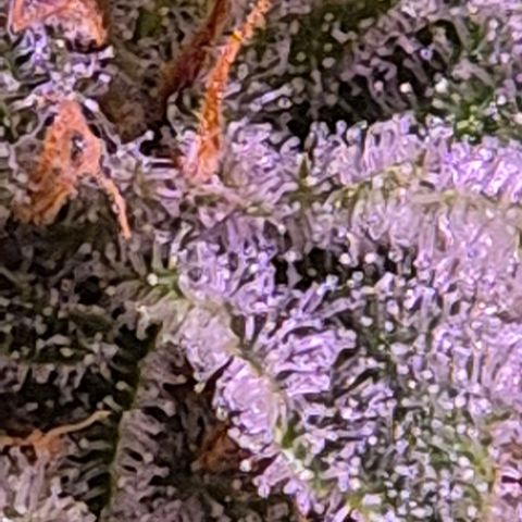 Goku (Gorilla Cookies) growlog timeline photo