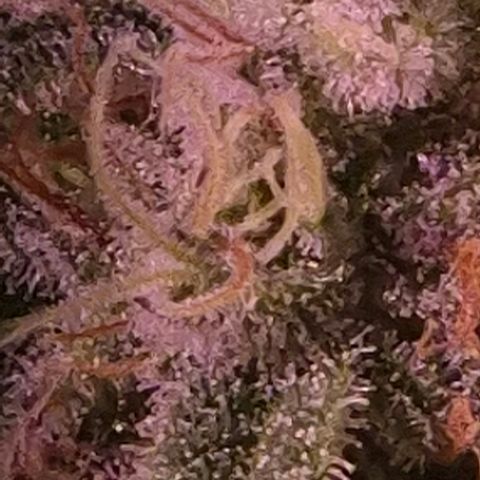Goku (Gorilla Cookies) growlog timeline photo