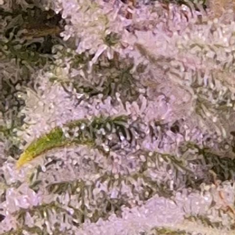 Goku (Gorilla Cookies) growlog timeline photo