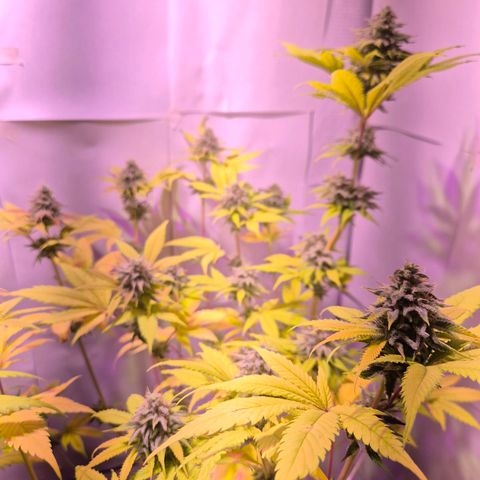 Goku (Gorilla Cookies) growlog timeline photo