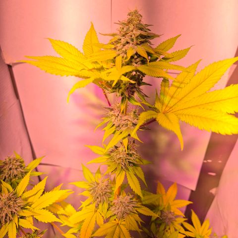 Goku (Gorilla Cookies) growlog timeline photo