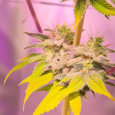 Goku (Gorilla Cookies) growlog timeline photo