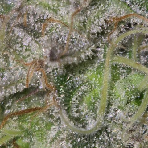 Goku (Gorilla Cookies) growlog timeline photo