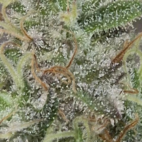 Goku (Gorilla Cookies) growlog timeline photo
