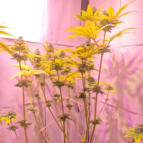 Goku (Gorilla Cookies) growlog timeline photo