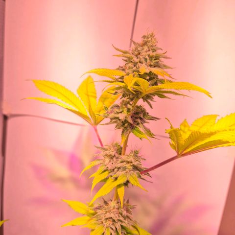 Goku (Gorilla Cookies) growlog timeline photo