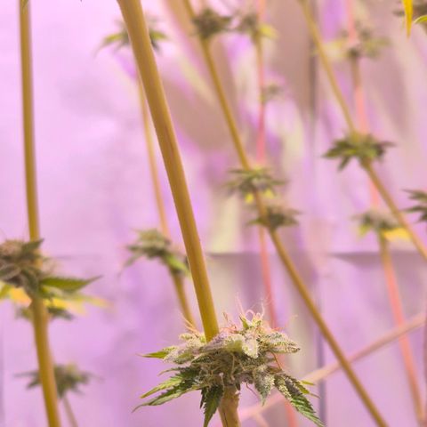 Goku (Gorilla Cookies) growlog timeline photo