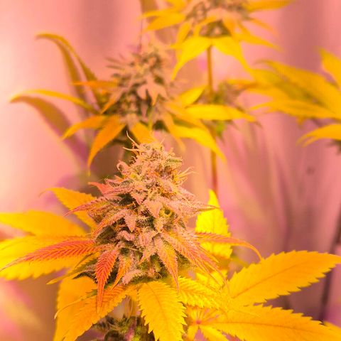 Goku (Gorilla Cookies) growlog timeline photo