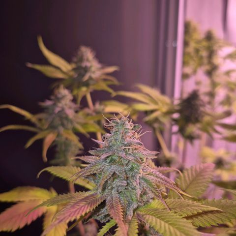 Goku (Gorilla Cookies) growlog timeline photo