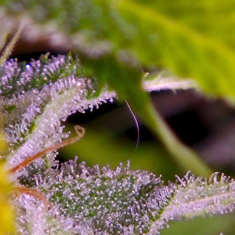 Goku (Gorilla Cookies) growlog timeline photo
