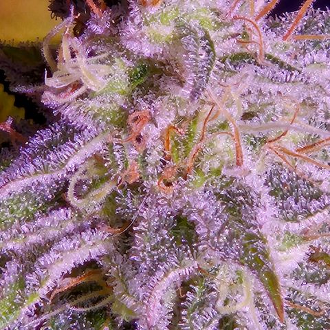 Goku (Gorilla Cookies) growlog timeline photo
