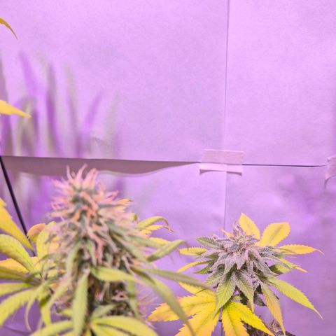 Goku (Gorilla Cookies) growlog timeline photo