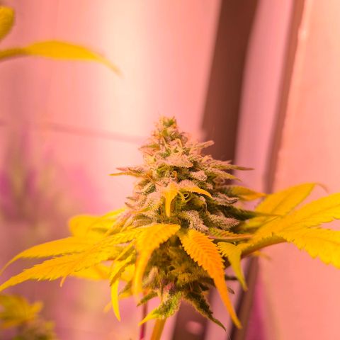 Goku (Gorilla Cookies) growlog timeline photo