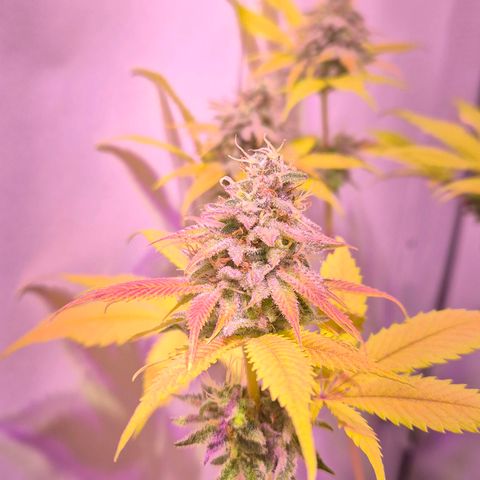 Goku (Gorilla Cookies) growlog timeline photo