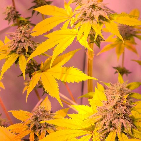 Goku (Gorilla Cookies) growlog timeline photo