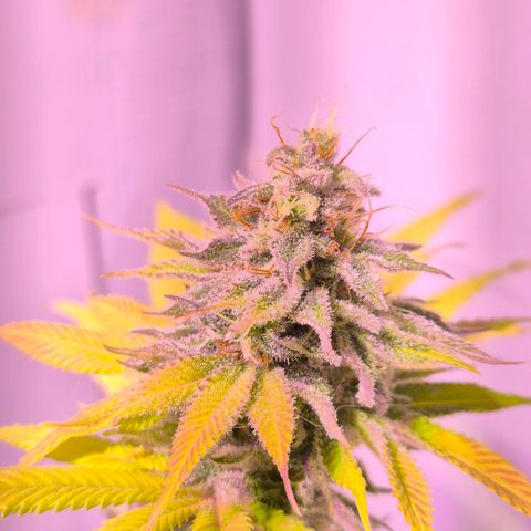 Goku (Gorilla Cookies) growlog timeline photo