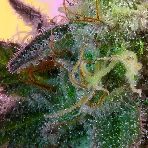 Goku (Gorilla Cookies) growlog timeline photo