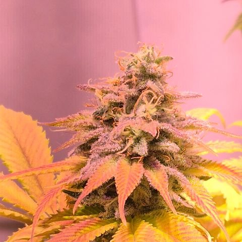 Goku (Gorilla Cookies) growlog timeline photo