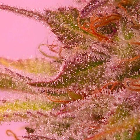Goku (Gorilla Cookies) growlog timeline photo