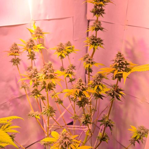 Goku (Gorilla Cookies) growlog timeline photo