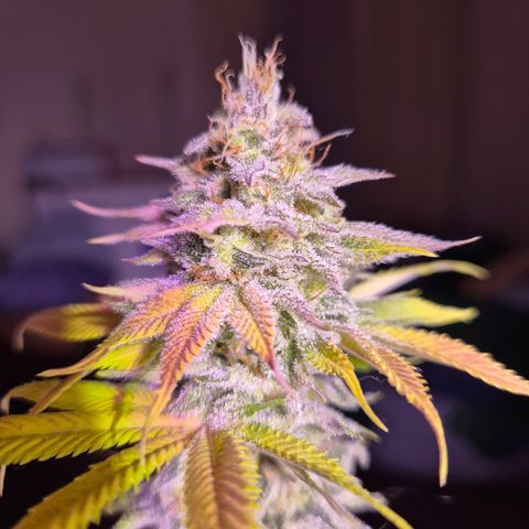 Goku (Gorilla Cookies) growlog timeline photo