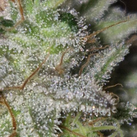 Goku (Gorilla Cookies) growlog timeline photo