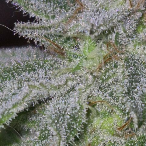Goku (Gorilla Cookies) growlog timeline photo