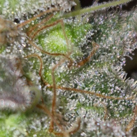 Goku (Gorilla Cookies) growlog timeline photo