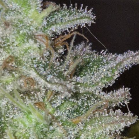 Goku (Gorilla Cookies) growlog timeline photo