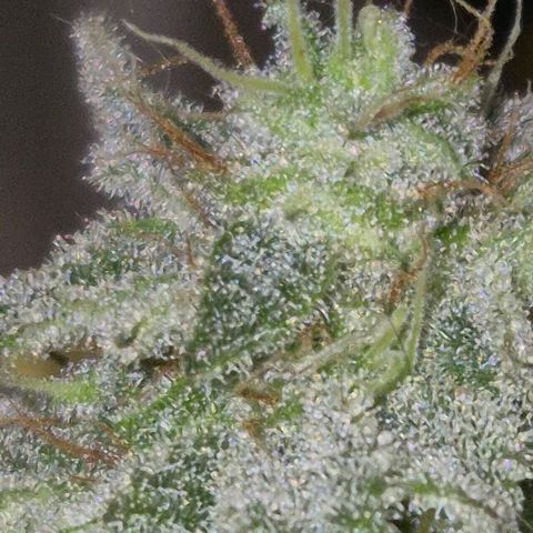 Goku (Gorilla Cookies) growlog timeline photo