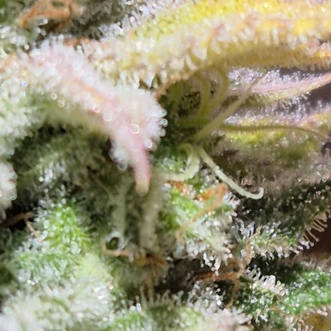 Goku (Gorilla Cookies) growlog timeline photo