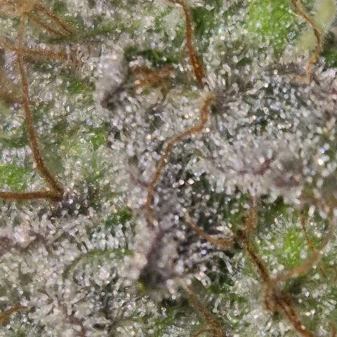 Goku (Gorilla Cookies) growlog timeline photo