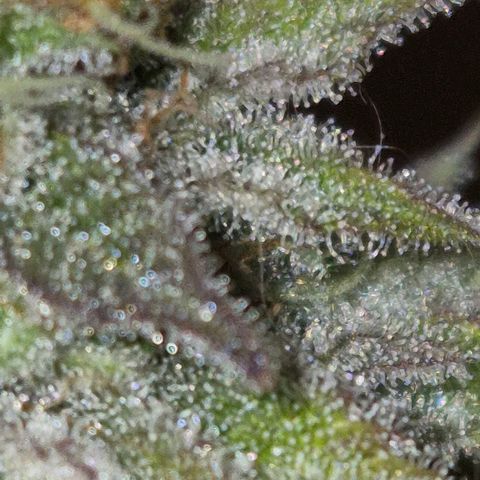 Goku (Gorilla Cookies) growlog timeline photo