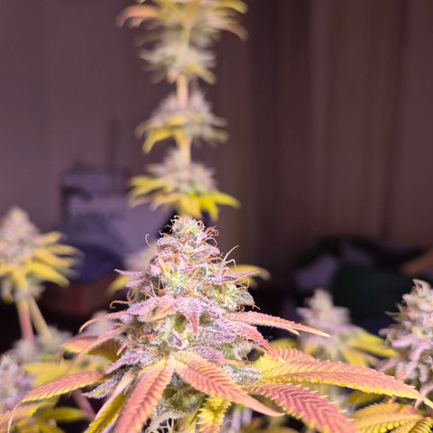 Goku (Gorilla Cookies) growlog timeline photo