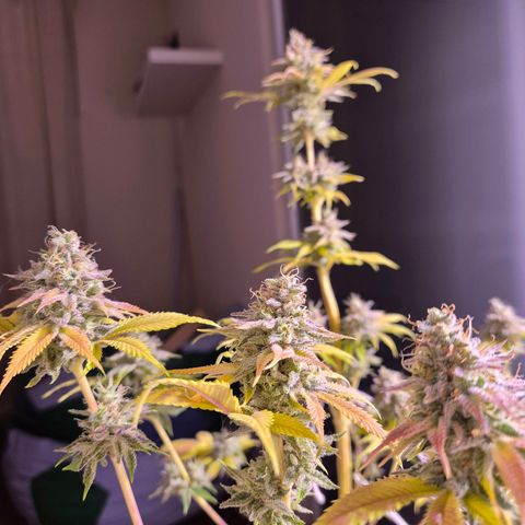 Goku (Gorilla Cookies) growlog timeline photo