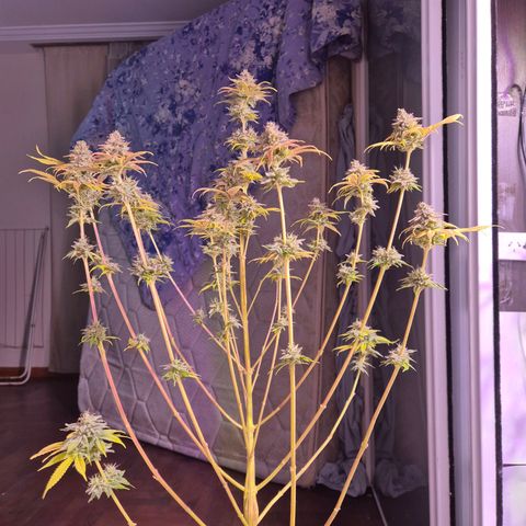 Goku (Gorilla Cookies) growlog timeline photo