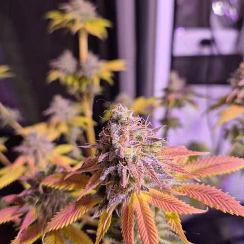 Goku (Gorilla Cookies) growlog timeline photo