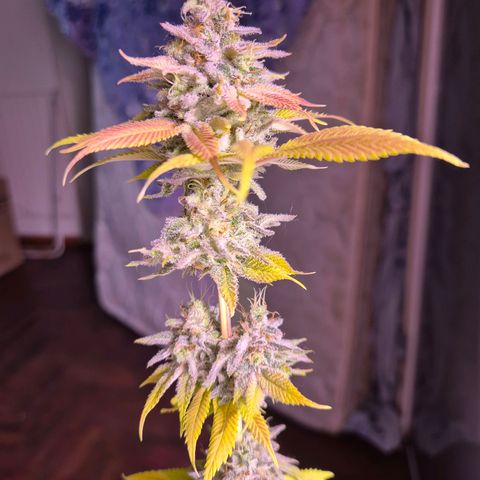 Goku (Gorilla Cookies) growlog timeline photo