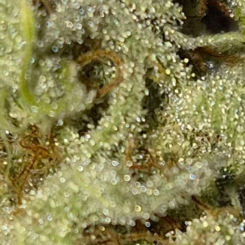 Goku (Gorilla Cookies) growlog timeline photo
