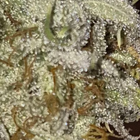 Goku (Gorilla Cookies) growlog timeline photo