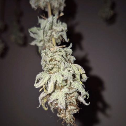 Goku (Gorilla Cookies) growlog timeline photo